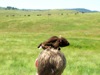 First buffalo in South Dakota