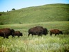 Buffalo escorting calves