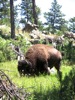 Buffalo on hillside