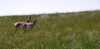 Pronghorn antelopes
